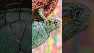 🐢 Redeared Slider Trachemys scripta elegans in Pond Turtle Family Emydidae [upl. by Nosinned]