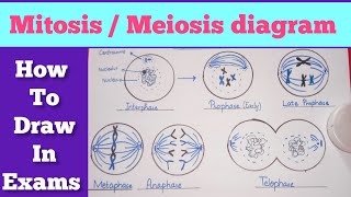 Easy steps to draw mitosismeiosis diagram  Mitosis diagram  Meiosis diagram [upl. by Cherlyn]