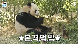 🐼ZOO뗌므🐼 에버랜드 판다월드 2주년 기념 죽순 먹방 대공개 [upl. by Eirolav]