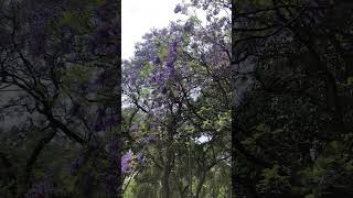 Jacarandas mexico flowers travel jacaranda shorts nature spring [upl. by Profant]