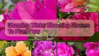 Winter Blooms A Guide to Seasonal Flowers and Care  Green Heaven  Stunning Flowering Plants🌺🌺 [upl. by Osnofedli594]