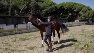 Doma del caballo en libertad y aspectos a tener en cuenta para comprar un caballo [upl. by Nahseez827]