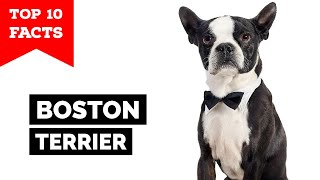 Boston Terrier  Top 10 Facts [upl. by Doreg600]