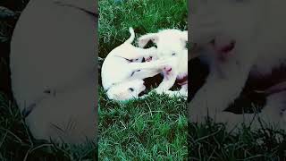 Dog and dog fighting remix keşfet techno [upl. by Therine]