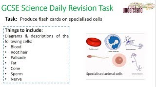 GCSE Science Daily Revision Task 2 Specialised Cells [upl. by Nebeur]