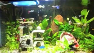 Acquario Poecilidi Guppy Platy [upl. by Llerut390]