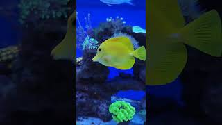 Reef tank Zebrasoma aquarium coralaquarium fish euphyllia reeftank fishtank nemo [upl. by Notsirb412]