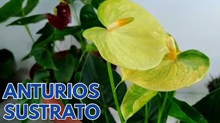 sustrato para anturios CHUYITO JARDINERO [upl. by Phonsa]