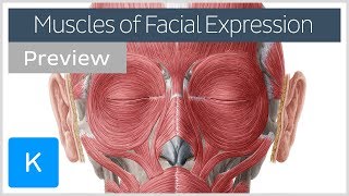 Muscles of facial expression preview  Human Anatomy  Kenhub [upl. by Darnall]