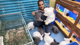 Big Angora Rabbits at Karnataka Aquarium [upl. by Troc]