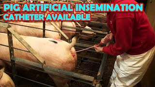 PIG ARTIFICIAL INSEMINATION amp CATHETER AVAILABLE [upl. by Sixel]