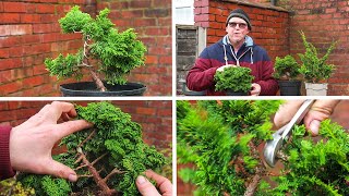 Developing Hinoki Cypress Bonsai from nursery stock [upl. by Trella]