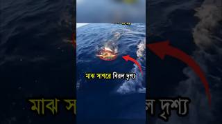 সমুদ্রের মাঝখানে এ ঘটনা না দেখলে বিশ্বাস করা অসম্ভব🤯😳 Mayajaal unknownfacts Sharks viralshorts [upl. by Ecnar]