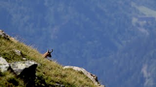 Chamois [upl. by Gebhardt]