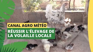 Canal Agro Météo  Réussir lélevage de la volaille locale [upl. by Valerlan]