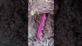 millipedes emerge from the ground short millipede [upl. by Stevena]