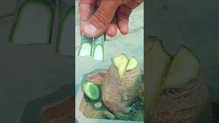 desert rose Caudex Multiple Grafting Easily shorts desertrose youtubeshorts [upl. by Hauser]