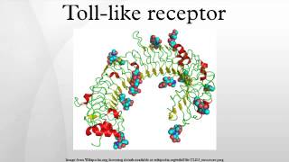 Tolllike receptor [upl. by Neddy]