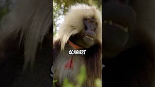 Gelada Baboon  The Scariest Herbivore On Earth [upl. by Hildegarde]