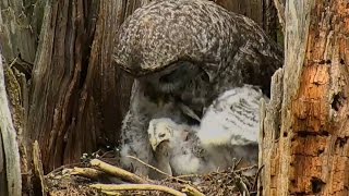 170517 Great Gray Owl  Youngest CAN Swallow a Rodent [upl. by Aileen]