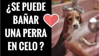 🛑 SE puede BAÑAR una PERRA en CELO⏭Descubre los Secretos sobre BAÑAR una PERRA Durante Su CELO ✅ [upl. by Ahsiret]