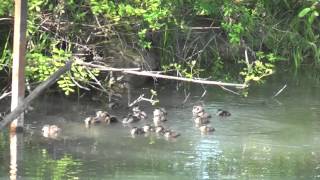 23 Wood Duck Babies jump from box [upl. by Cirenoj]