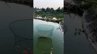 Amazing Fishing Idea shorts ytshorts viralshorts [upl. by Herod]