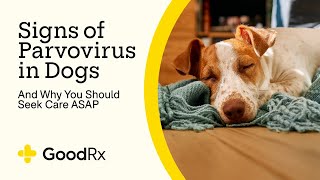 6 Signs of Parvovirus in Dogs — and Why You Should Seek Care Quickly  GoodRx [upl. by Janiuszck]