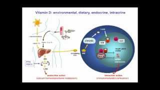 Nutrient mechanisms in infection Vitamin Ddeficiency by Martin Hewison [upl. by Fennie]