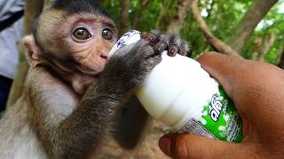 Very hungry small baby Bela amp Flit  Feed small baby with good milk [upl. by Mensch713]