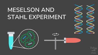 The Meselson and Stahl Experiment Understanding DNA Replication [upl. by Eibrad]