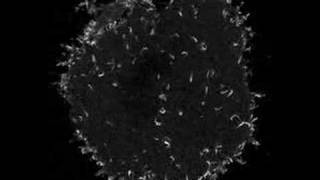 vaccinia virus induced actin tails [upl. by Lampert133]