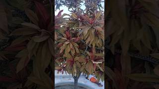 Rare and beautiful plants❤️ crotonplant [upl. by Donelle]