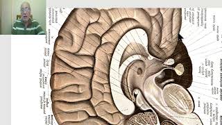 Anatomy of CNS Module in Arabic 2024Commissural and projection fibers by Dr Wahdan [upl. by Buchheim]