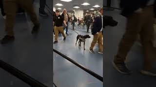 The drug sniffing dog at the Minneapolis amp Las Vegas airports caught on camera in Vegas 2022 [upl. by Anires29]