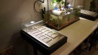 AquariumFormicarium Overview HD 1080p [upl. by Bever]