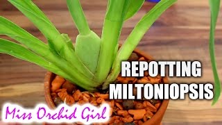 Repotting Miltoniopsis Orchid in Seramis and hydroton [upl. by Sawyere]