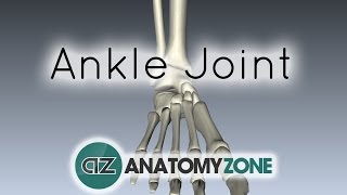 Ankle Joint  3D Anatomy Tutorial [upl. by Brynne]