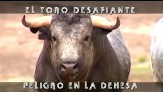 El Toro Desafiante Peligro En La Dehesa [upl. by Cressi511]