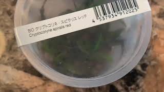 Planting Cryptocoryne Spiralis Red [upl. by Ddot]