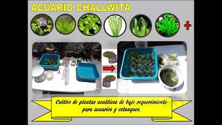 CULTIVO DE PLANTAS ACUÁTICAS DE BAJO REQUERIMIENTO PARA ACUARIOS Y ESTANQUES  ACUARIO CHALLWITA [upl. by Kcin]