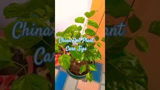 China Doll Plant Care Tips Radermachera SinicaMeenakshi House Garden [upl. by Orecic96]