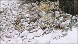 12 By the Tracks Killdeer by Robert Bateman [upl. by Perretta856]