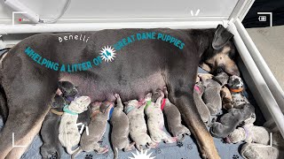 WHELPING A LITTER OF 14 GREAT DANE PUPPIES [upl. by Gussy]