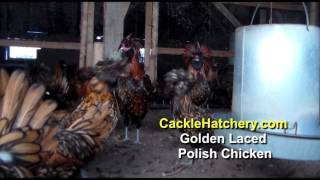 Golden Laced Polish Chicken Breed Breeder Flock  Cackle Hatchery [upl. by Lebana658]