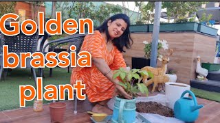 Golden brassia plant  How to growcare Golden brassia plant  best Indoor plant  Exotic plant [upl. by Bjork]