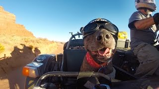 GoPro Ara and Spirit quotThe Sidecar Dogquot [upl. by Skricki]