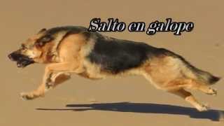 Perro al galope [upl. by Fording572]