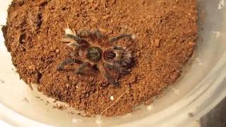 Part 1 of 3 From Beginner To Advanced Tarantula KeepingFeeding [upl. by Lutero498]