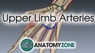 Upper Limb Arteries  Hand and Wrist  3D Anatomy Tutorial [upl. by Nikolai]